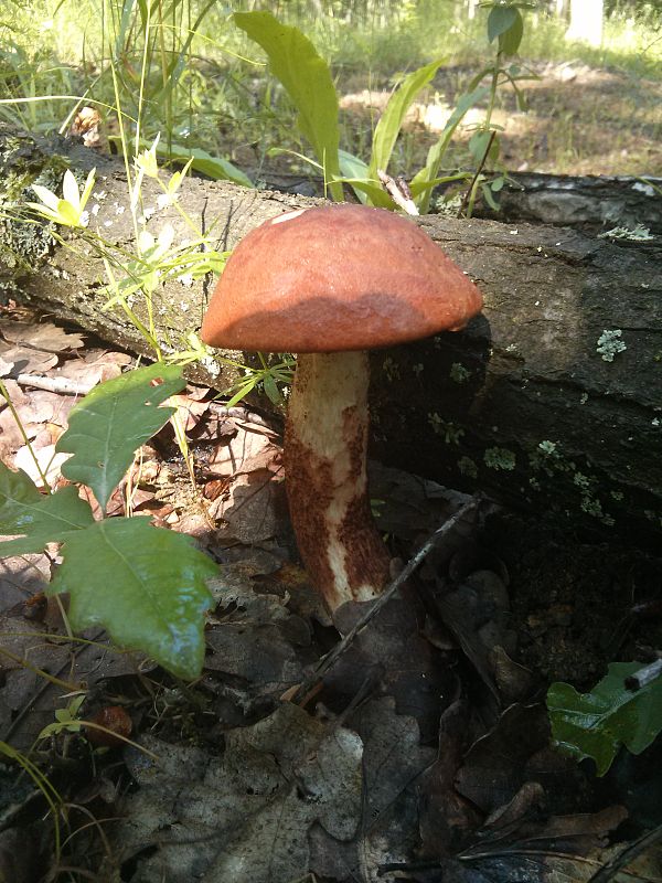 kozák Leccinum aerugineum (Fr.) Lannoy & Estadès