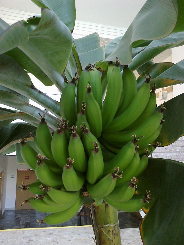 banánovník Mussa sp.