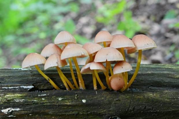 prilbička žltohlúbiková Mycena renati Quél.