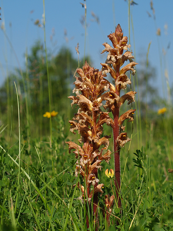 záraza žltá Orobanche lutea Baumg.