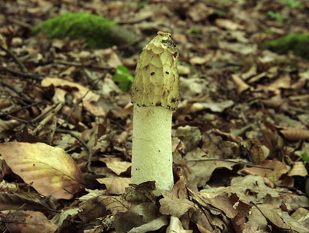 hadovka smradľavá Phallus impudicus L.