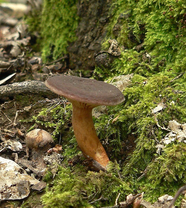 lupeňopórovec červenožltý Phylloporus rhodoxanthus (Schwein.) Bres.