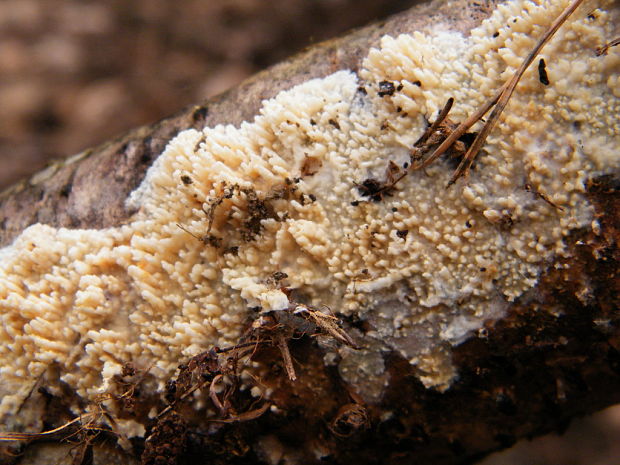 struháčik blanitý Radulomyces molaris (Chaillet ex Fr.) M.P. Christ.