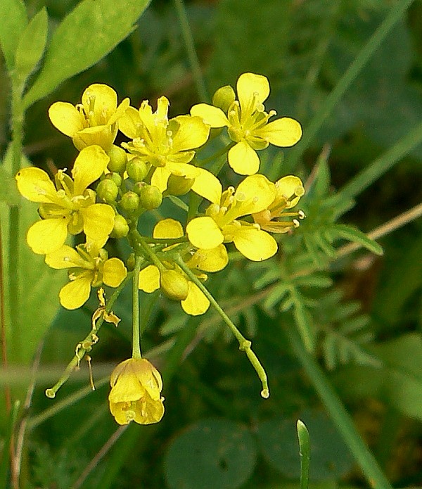 roripa lesná Rorippa sylvestris (L.) Besser