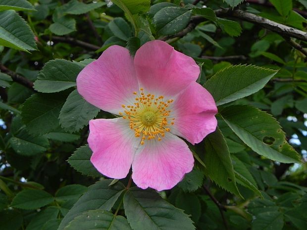 ruža šípová Rosa canina L.