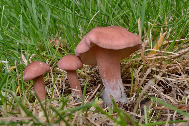 čírovnica broskyňová Rugosomyces persicolor (Fr.) Bon