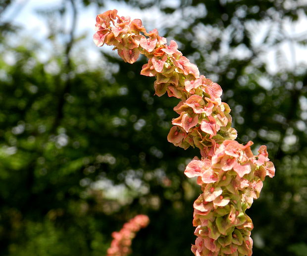 štiavec Rumex sp.