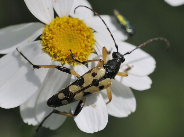 fuzáč škvrnitý Rutpela maculata