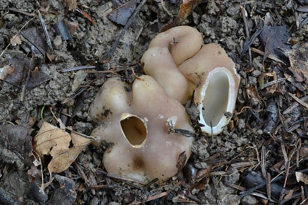 tulipánovka fialová Sarcosphaera coronaria (Jacq.) J. Schröt.