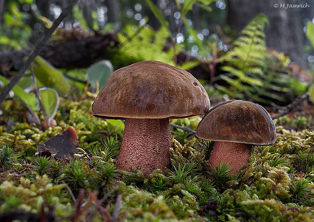 hríb zrnitohlúbikový  Sutorius luridiformis (Rostk.) G. Wu & Zhu L. Yang