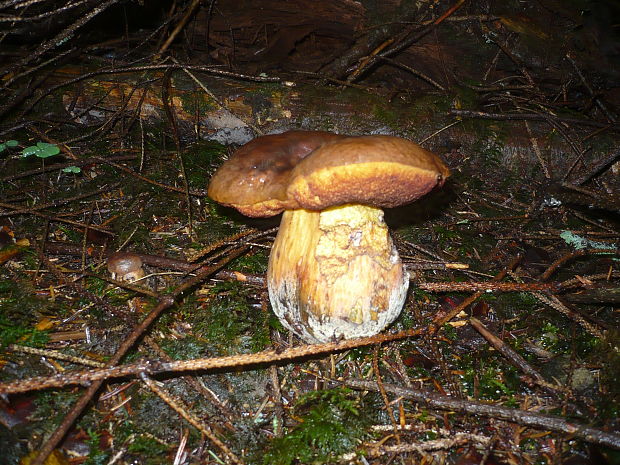 hríb zrnitohlúbikový Sutorius luridiformis (Rostk.) G. Wu & Zhu L. Yang