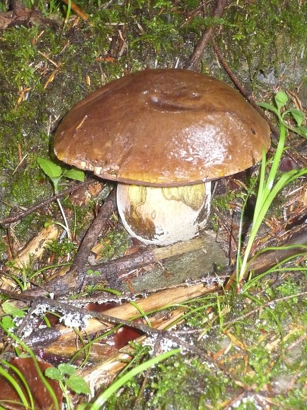 hríb zrnitohlúbikový Sutorius luridiformis (Rostk.) G. Wu & Zhu L. Yang