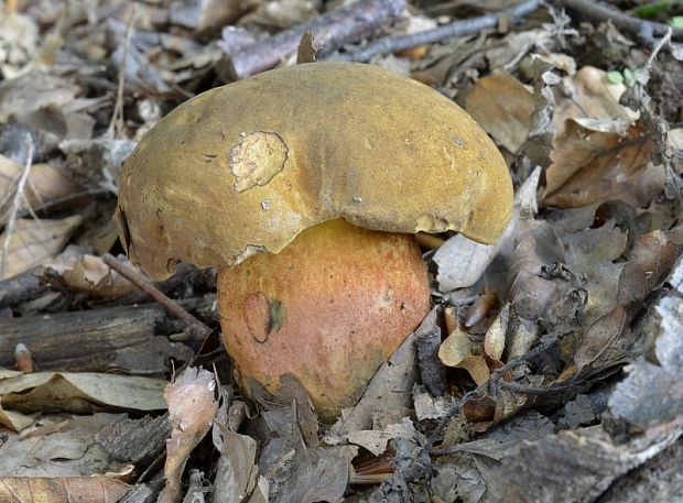 hríb zrnitohlúbikový Sutorius luridiformis (Rostk.) G. Wu & Zhu L. Yang