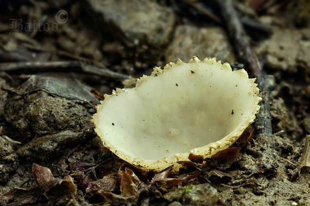 tarzeta zúbkatá Tarzetta cupularis (L.) Svrček