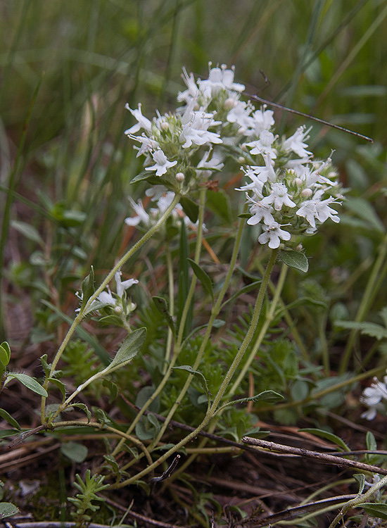 dúška Thymus sp.