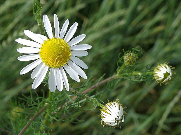 parumanček nevoňavý Tripleurospermum perforatum (Mérat) M. Lainz