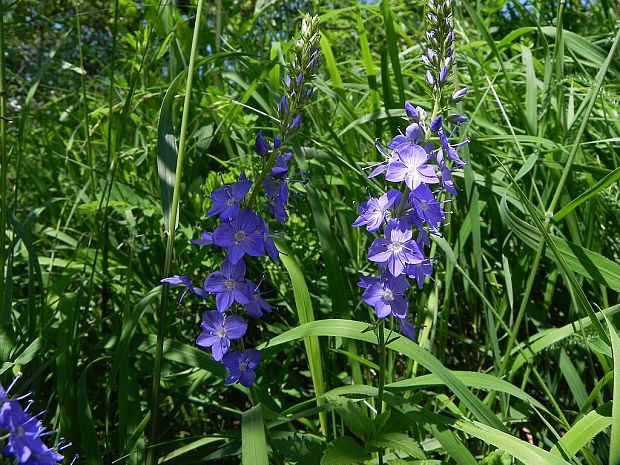 veronika hrdobarkovitá Veronica teucrium L.