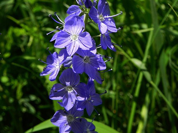 veronika hrdobarkovitá Veronica teucrium L.