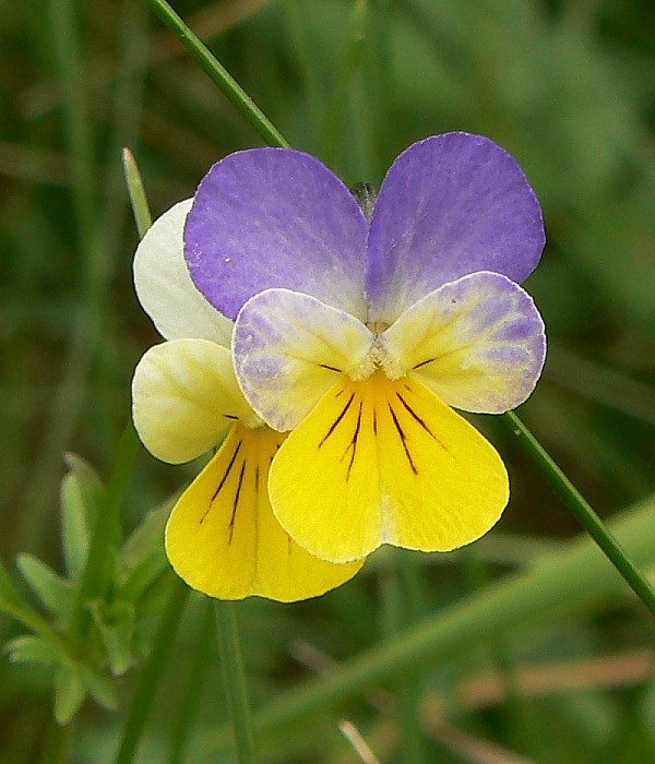 fialka trojfarebná Viola tricolor L. emend. F. W. Schmidt