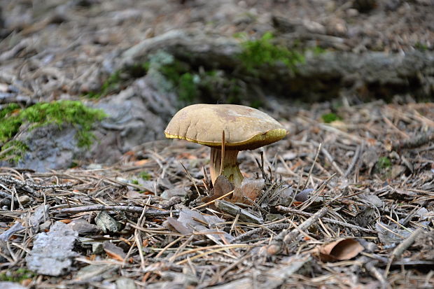 suchohríb žltomäsový Xerocomellus chrysenteron (Bull.) Šutara