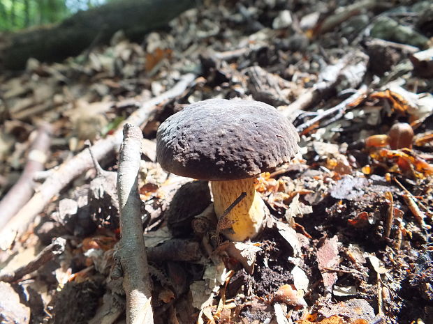 suchohríbnik zamatový Xerocomellus pruinatus (Fr. & Hök) Šutara