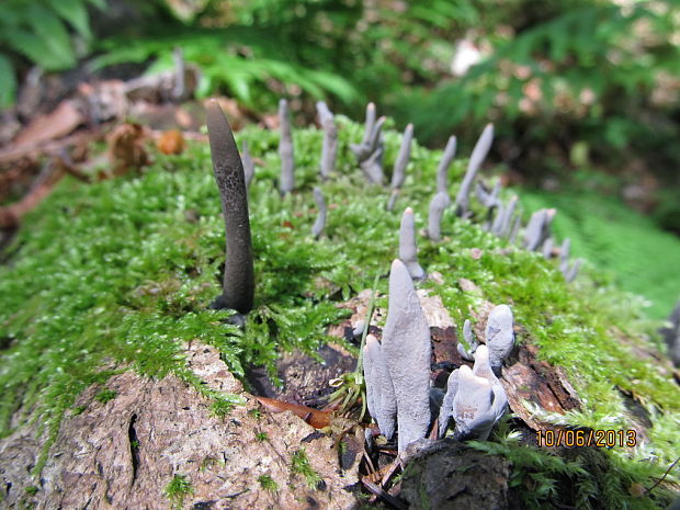 drevnatec Xylaria sp.