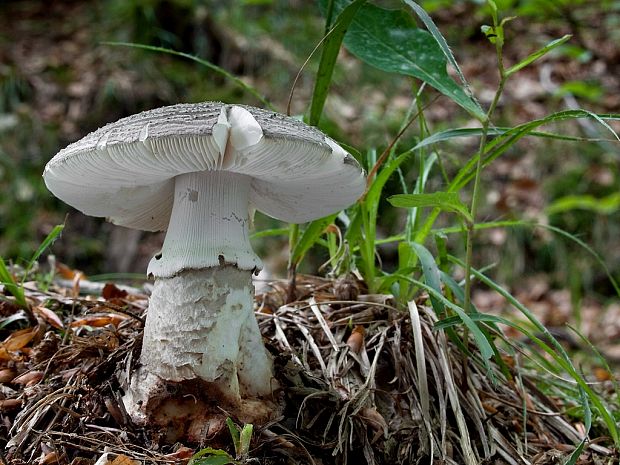 muchotrávka hrubá Amanita excelsa (Fr.) Bertill.