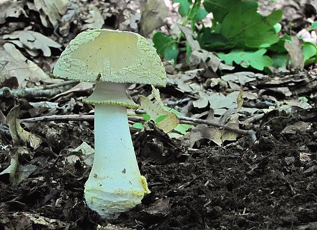 muchotrávka olivovohnedastá  Amanita franchetii (Boud.) Fayod