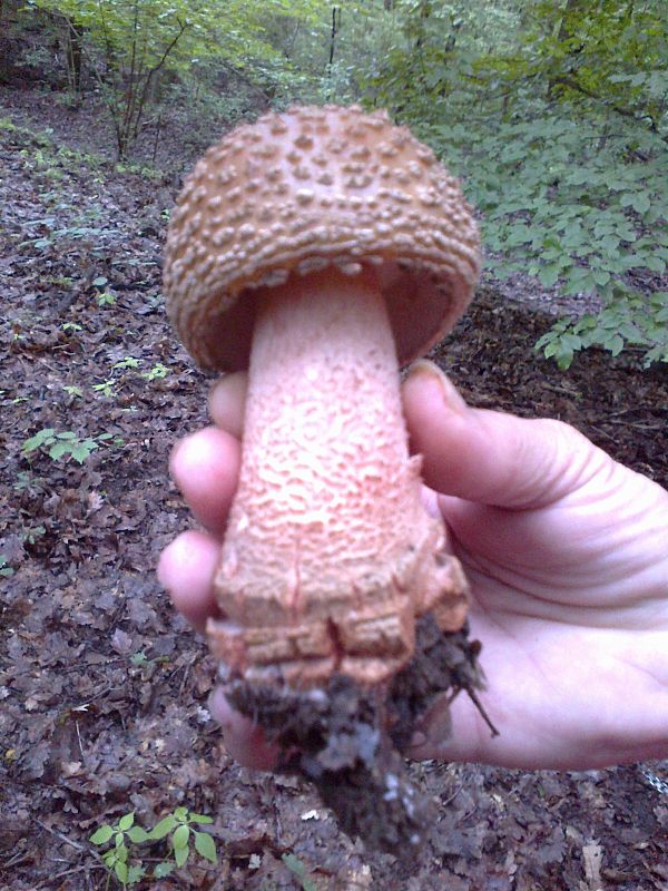 muchotrávka červenkastá Amanita rubescens Pers.