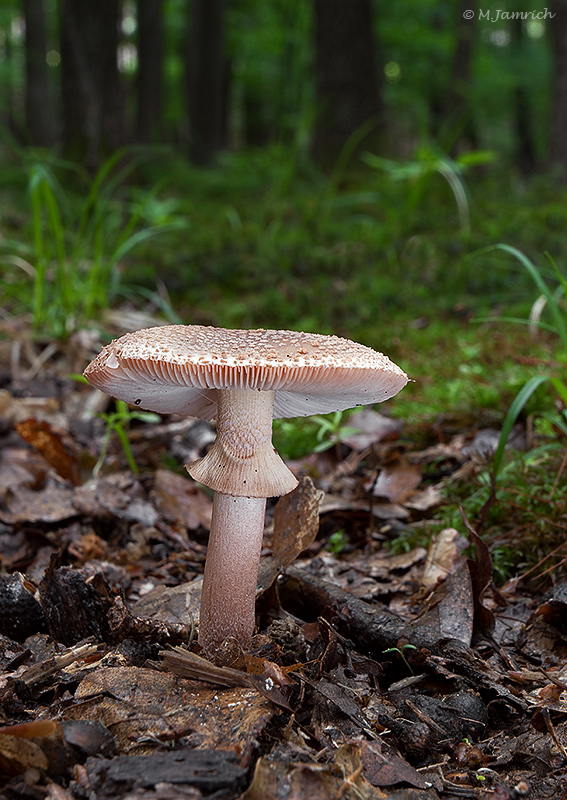 muchotrávka červenkastá Amanita rubescens Pers.