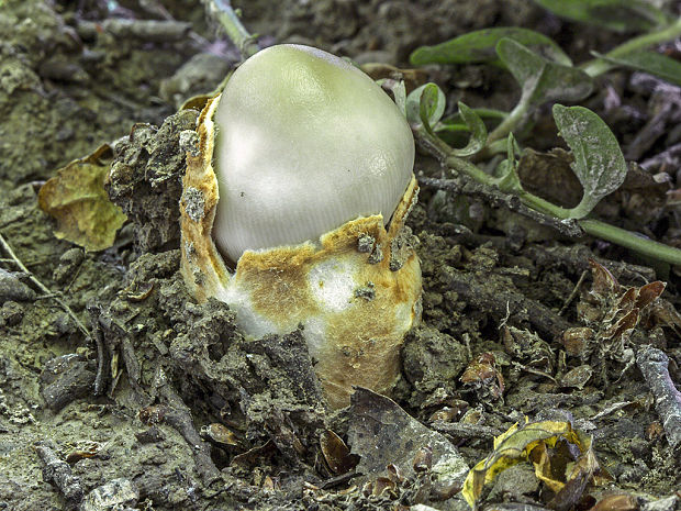 muchotrávka pošvatá Amanita vaginata (Bull.) Lam.