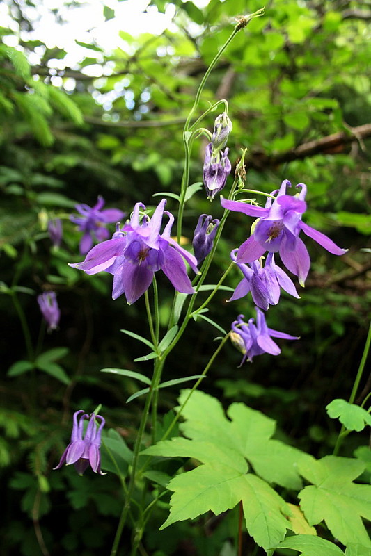 orlíček obyčajný Aquilegia vulgaris L.