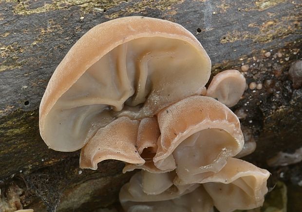 uchovec bazový Auricularia auricula-judae (Bull.) Quél.