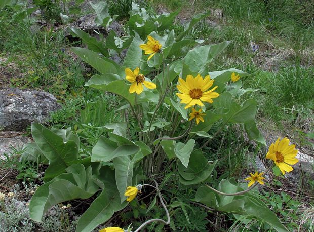 jarna slnecnica Balsamorhiza sagittata