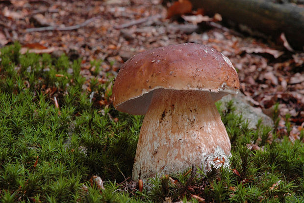 hríb smrekový Boletus edulis Bull.