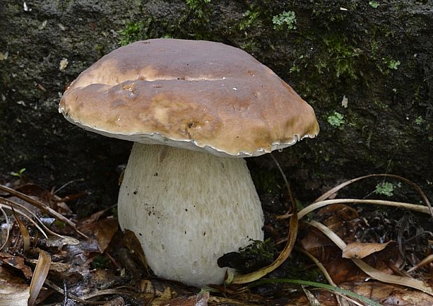 hríb smrekový Boletus edulis Bull.