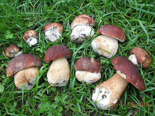 hríb sosnový Boletus pinophilus Pil. et Dermek in Pil.