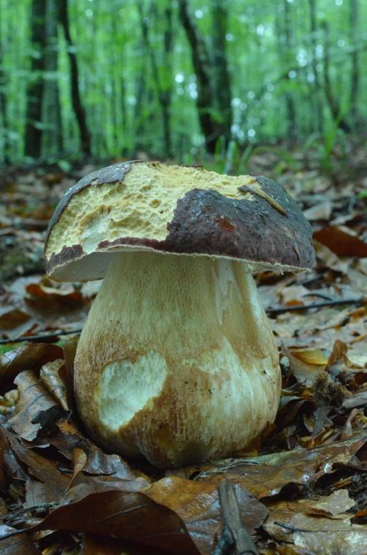 hríb sosnový Boletus pinophilus Pil. et Dermek in Pil.