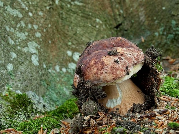 hríb sosnový Boletus pinophilus Pil. et Dermek in Pil.