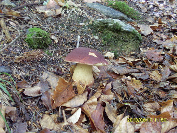 hríb sosnový Boletus pinophilus Pil. et Dermek in Pil.