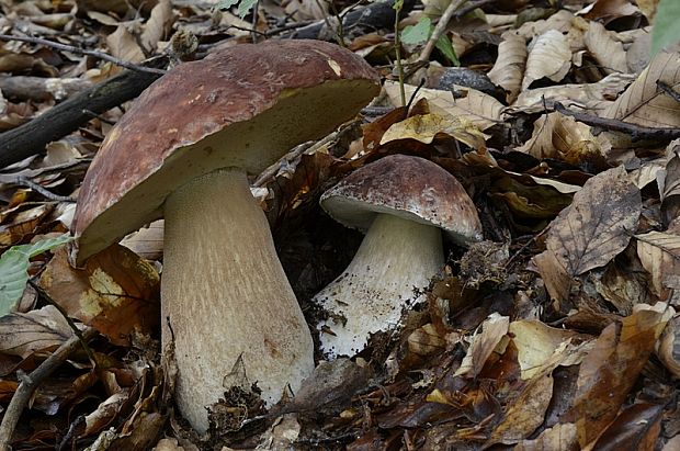 hríb sosnový Boletus pinophilus Pil. et Dermek in Pil.