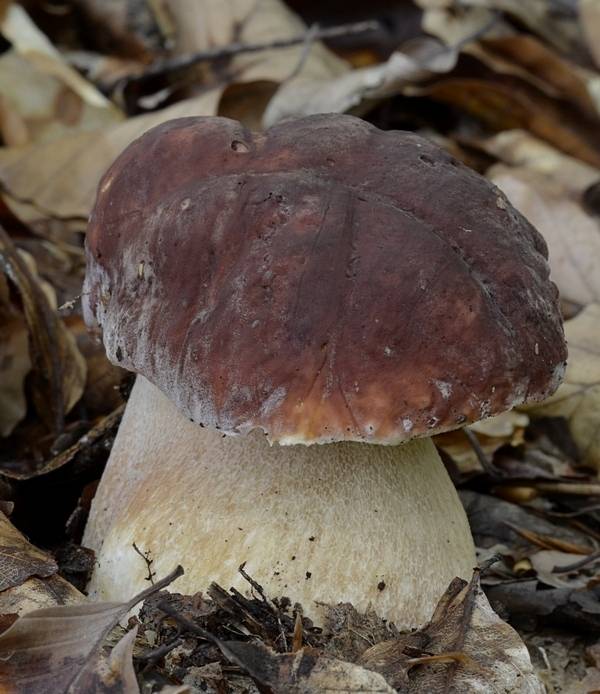 hríb sosnový Boletus pinophilus Pil. et Dermek in Pil.