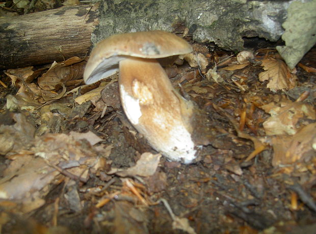 hríb dubový Boletus reticulatus Schaeff.