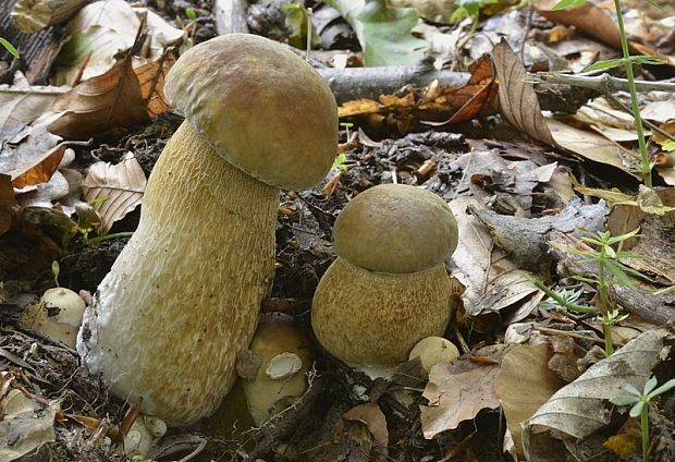 hríb dubový Boletus reticulatus Schaeff.