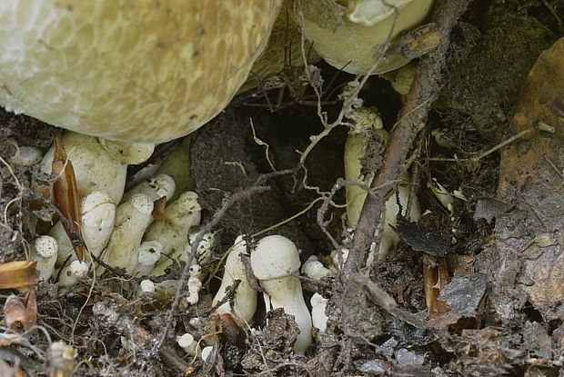 hríb dubový Boletus reticulatus Schaeff.