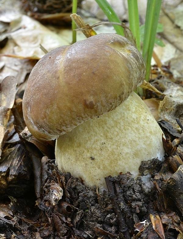 hríb dubový Boletus reticulatus Schaeff.