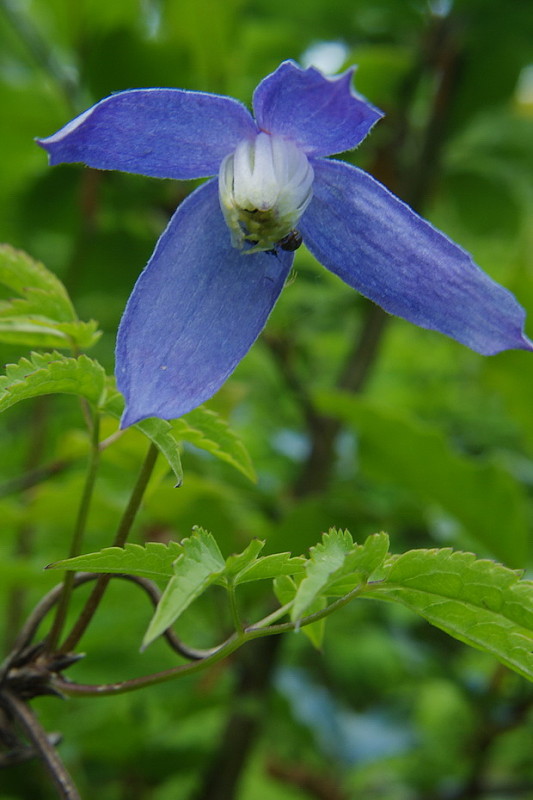 plamienok alpínsky Clematis alpina (L.) Mill.