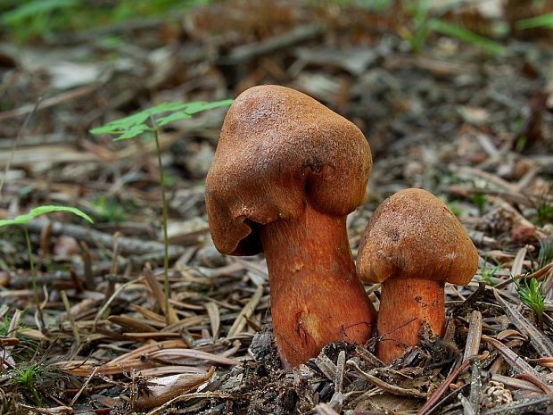 pavučinovec hnedočervený Cortinarius purpureus (Bull.) Bidaud, Moënne-Locc. & Reumaux