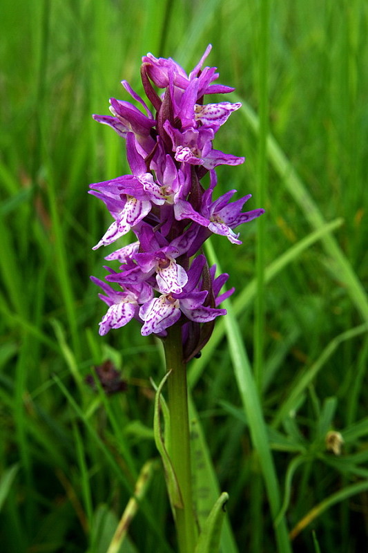 vstavačovec májový pravý Dactylorhiza majalis subsp. majalis (Reincherb.) Hunt & Summerh.