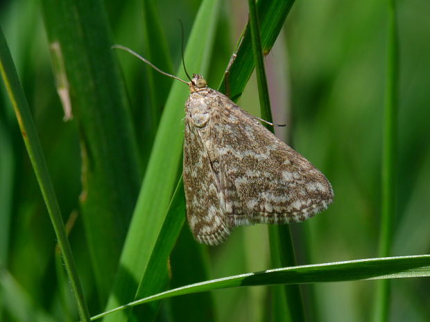 vijačka obilná Evergestis frumentalis